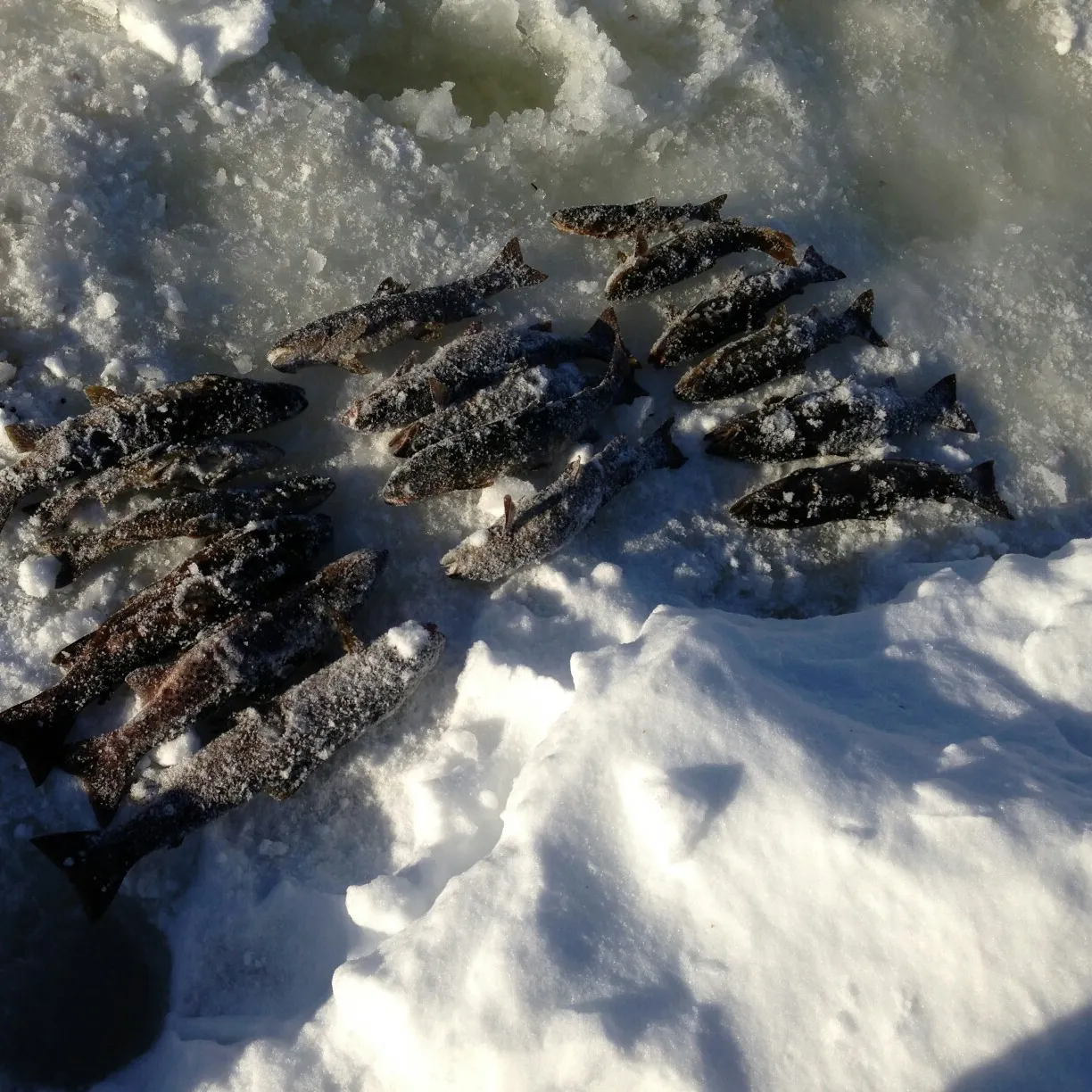 recently logged catches