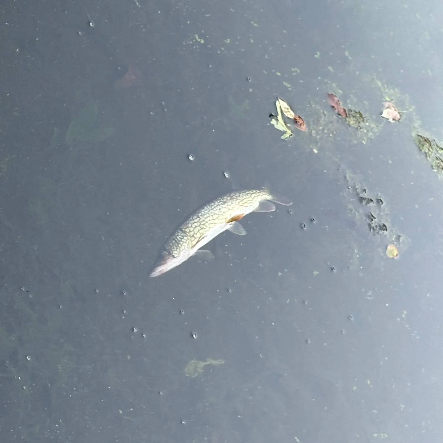 Chain pickerel caught on Fishbrain