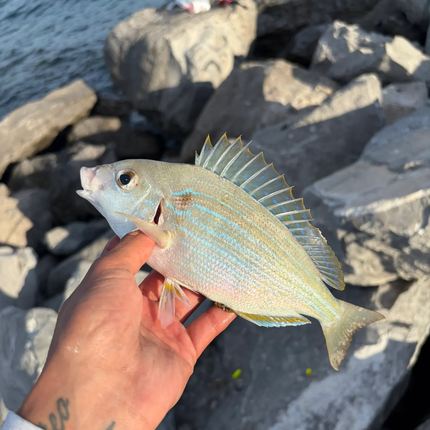 recently logged catches