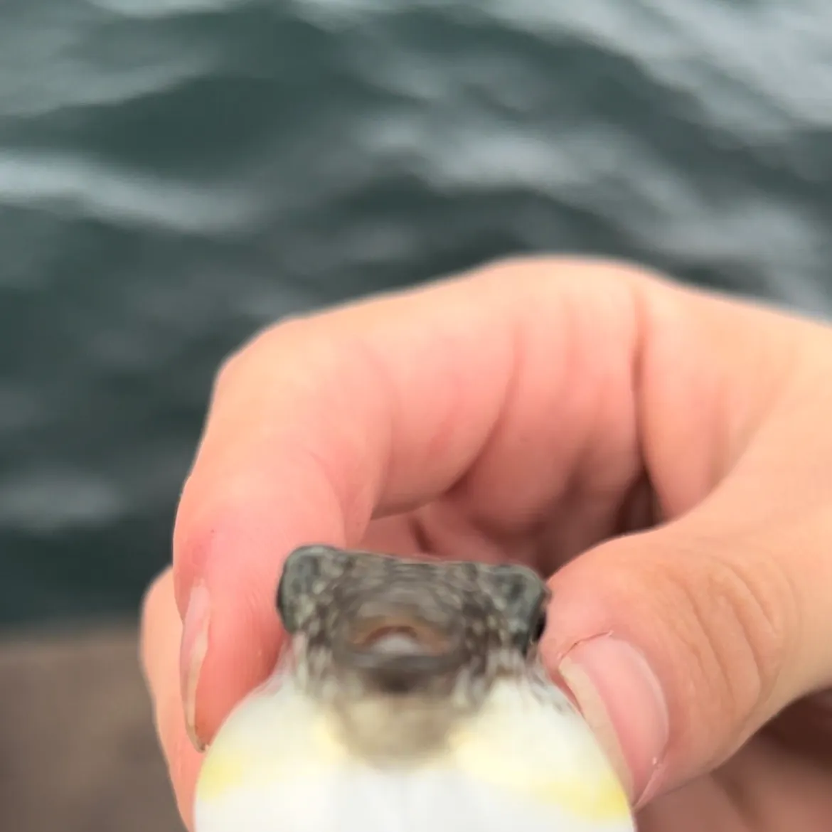 The most recent Shōsai pufferfish catches on Fishbrain