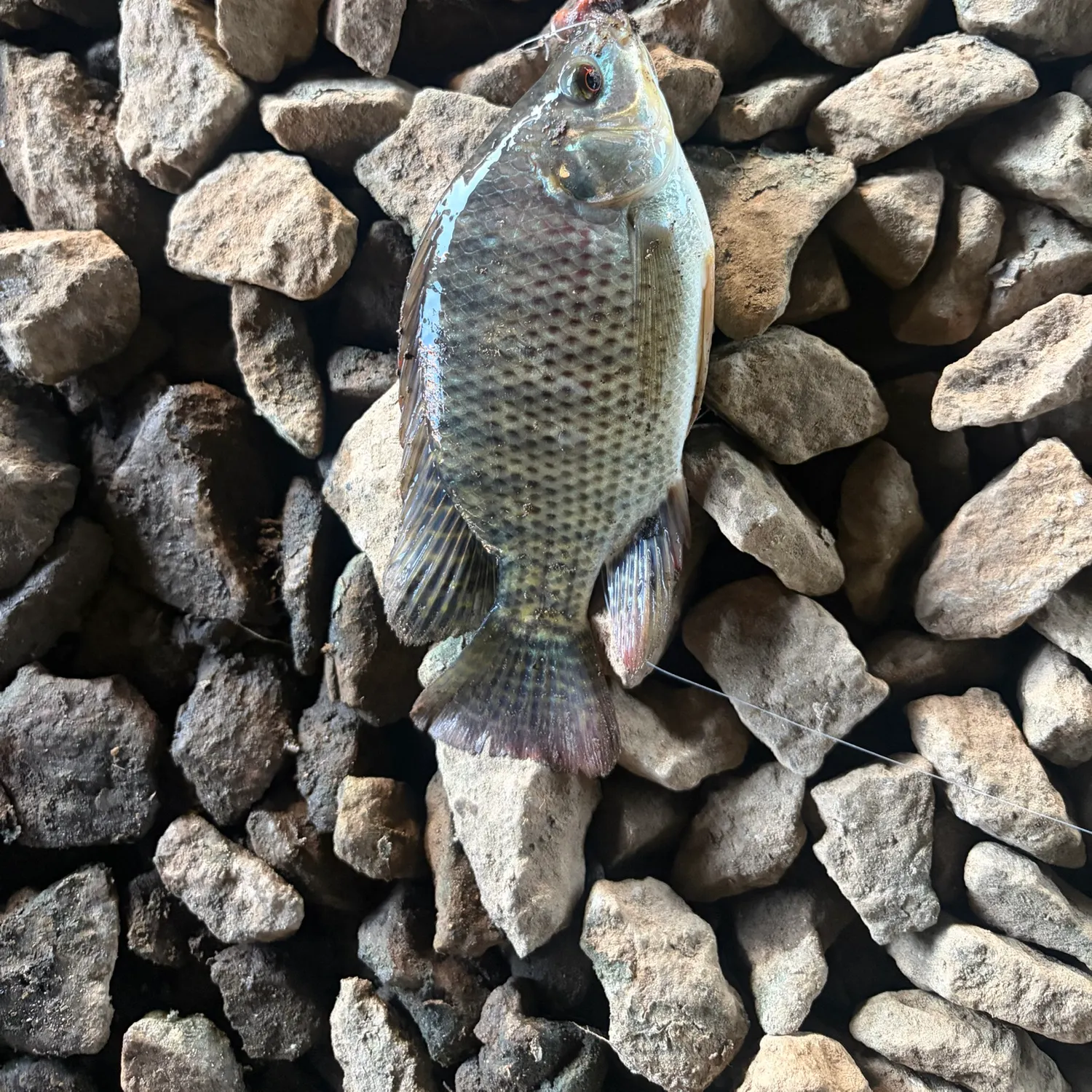 Blue tilapia caught on Fishbrain