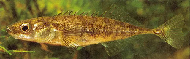 Ninespine stickleback