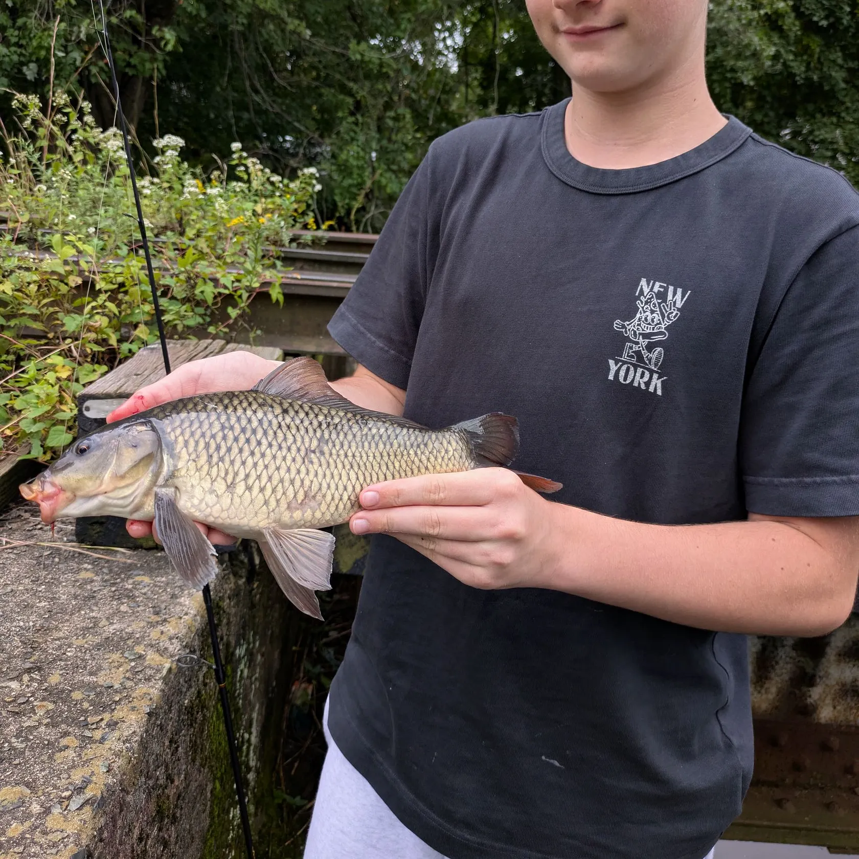 Common carp caught on Fishbrain