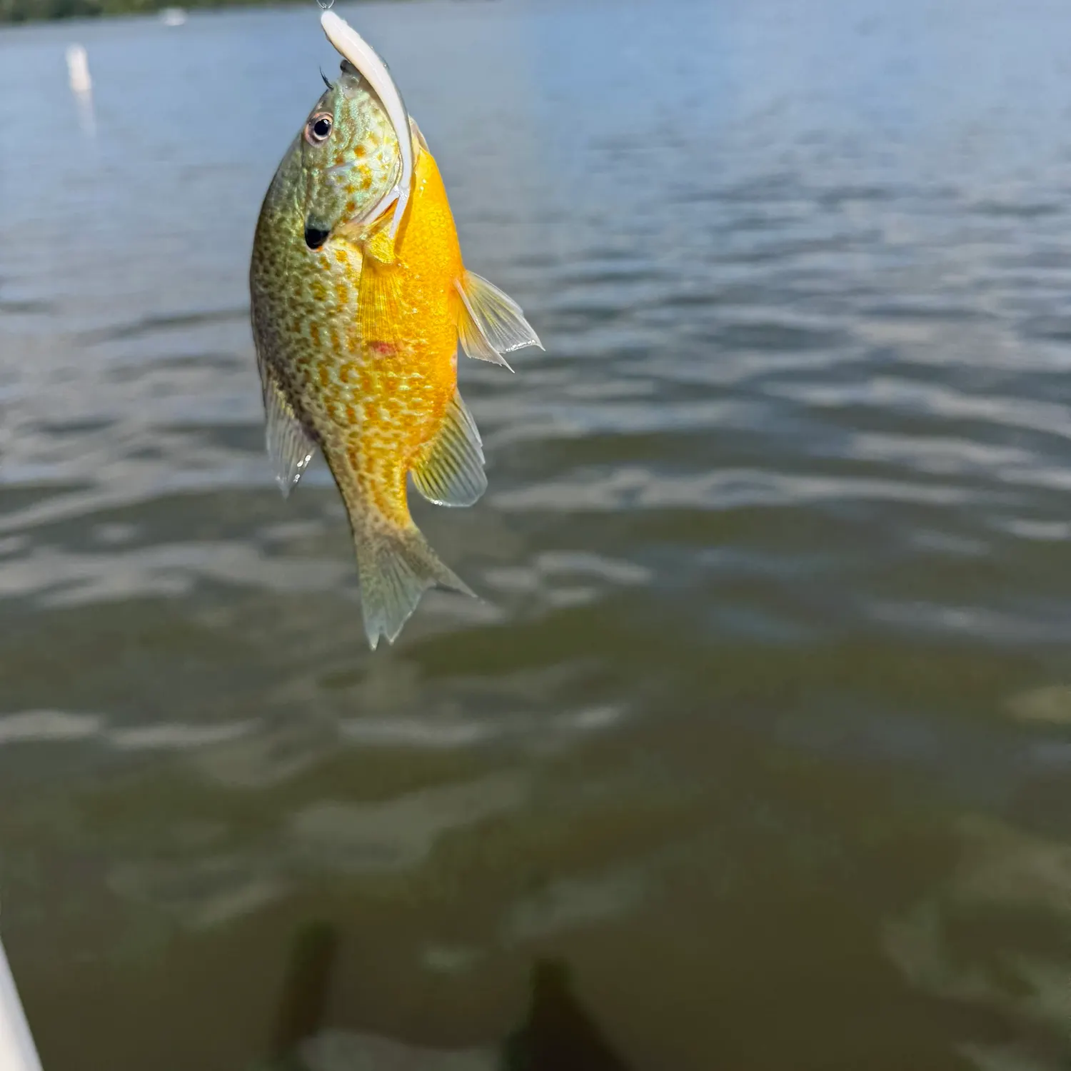 Orangespotted sunfish caught on Fishbrain