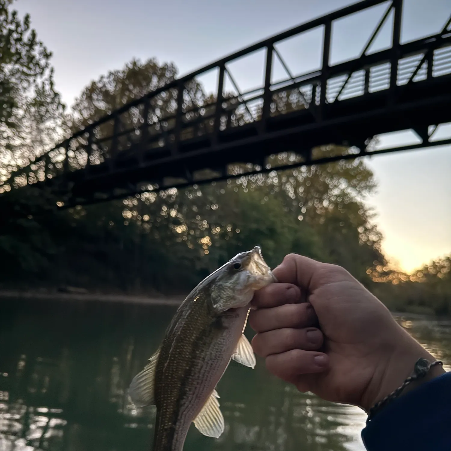 Spotted bass caught on Fishbrain