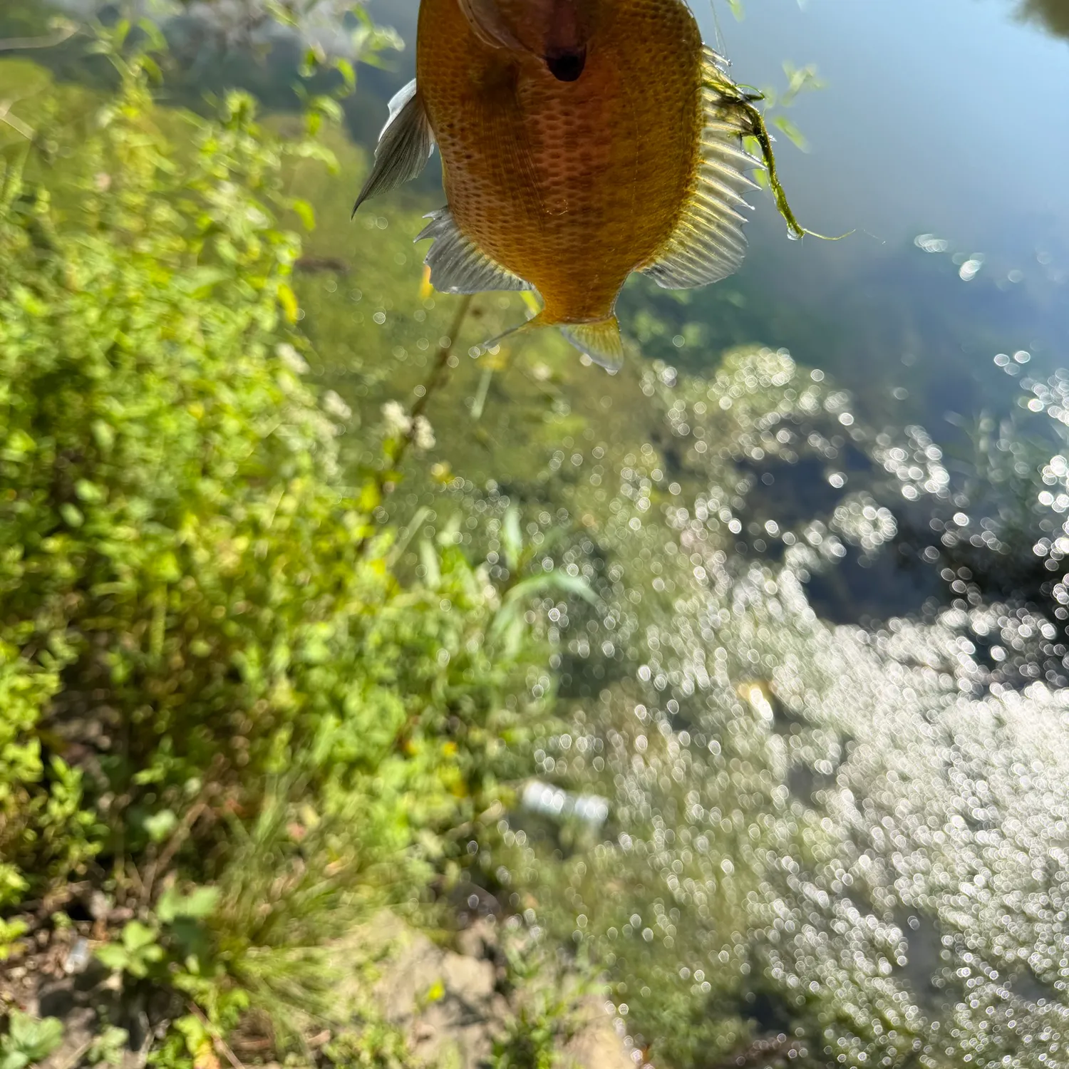 Bluegill caught on Fishbrain