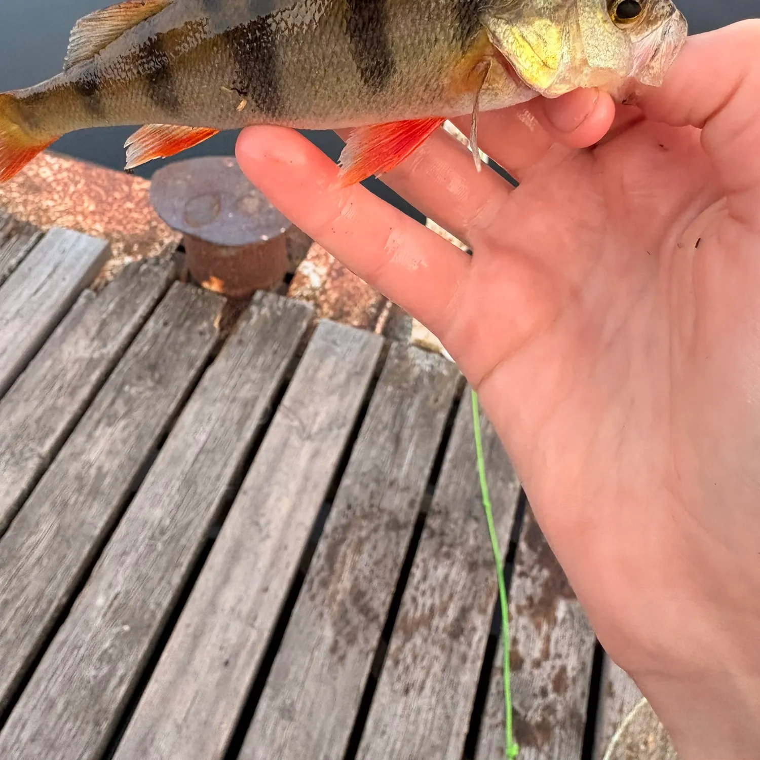 European perch caught on Fishbrain