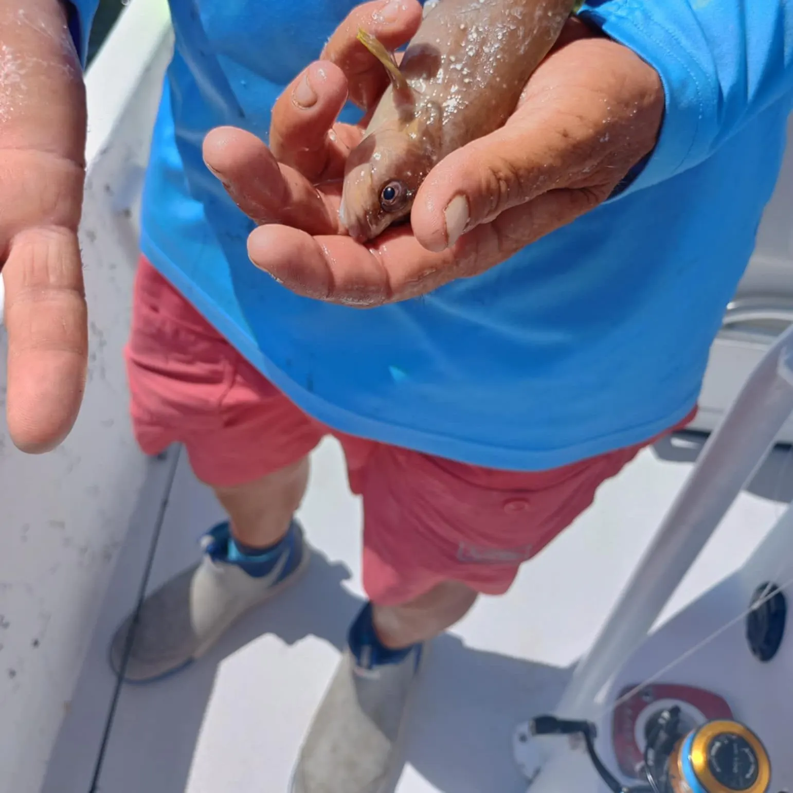 The most recent Whitespotted soapfish catches on Fishbrain