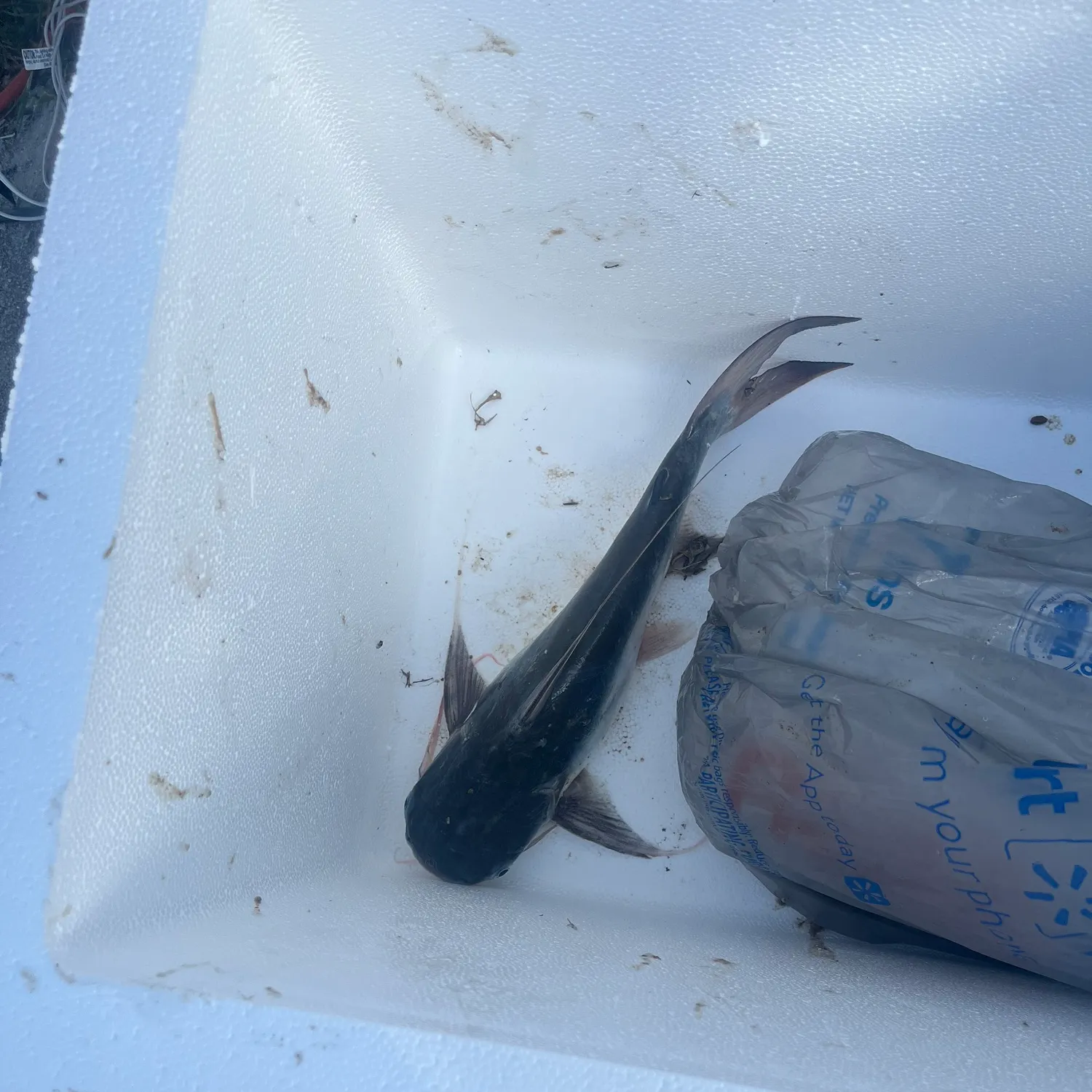 The most recent Gafftopsail sea catfish catches on Fishbrain