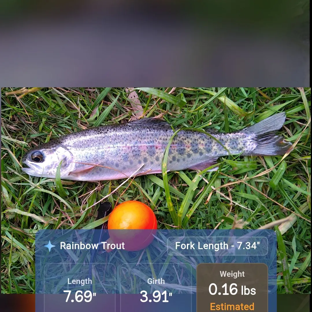 The most recent Goose Lake Redband Trout catches on Fishbrain
