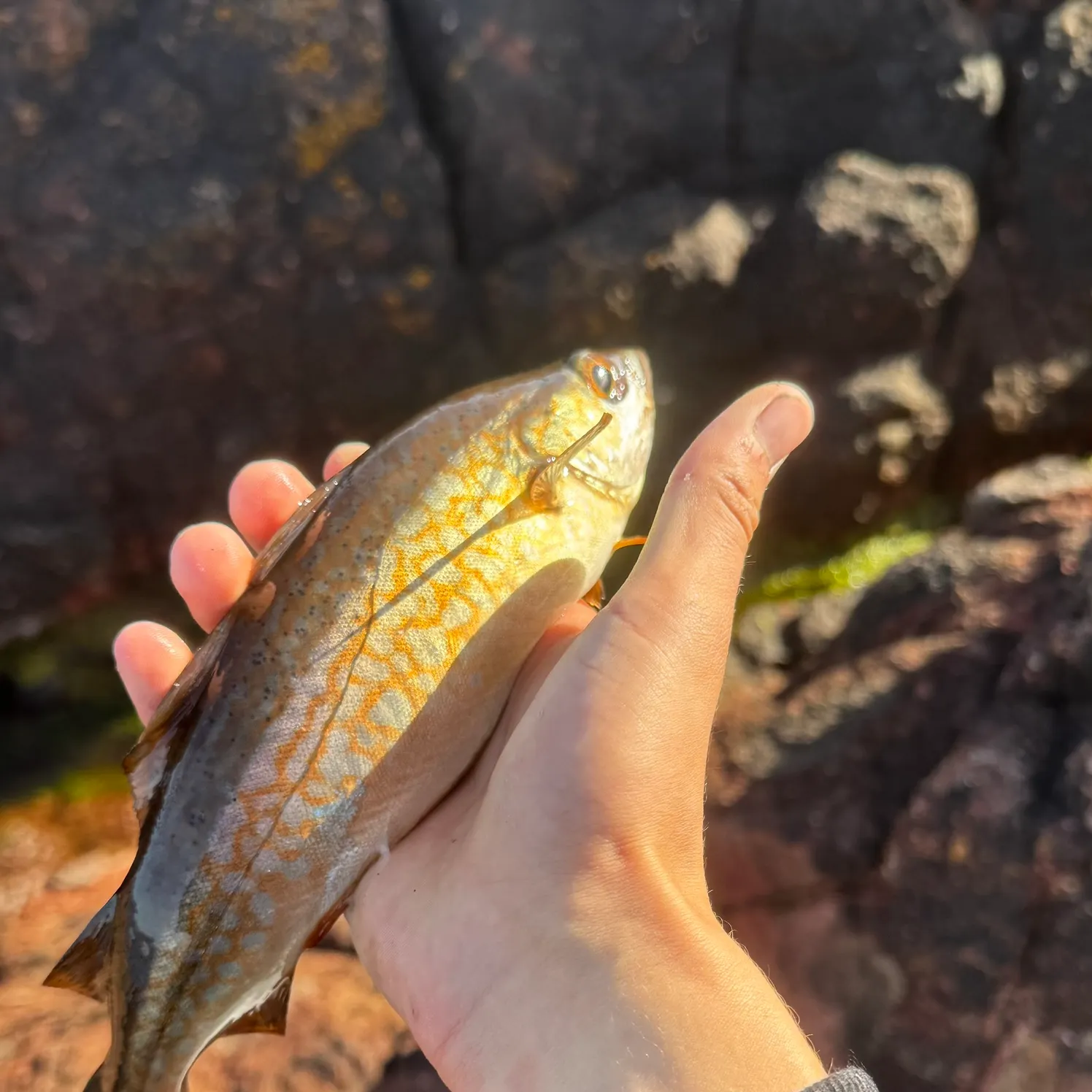 Pollack caught on Fishbrain