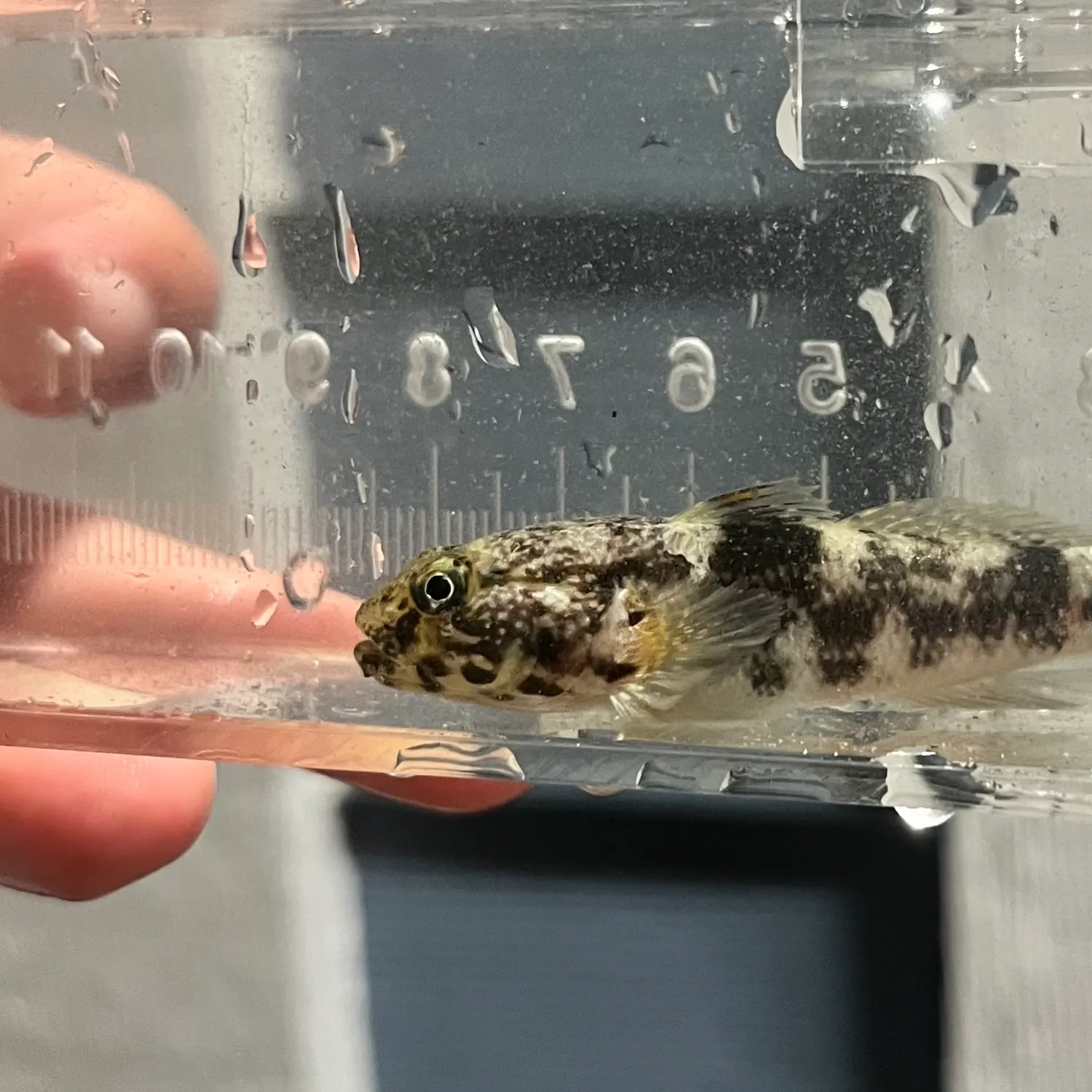 The most recent Frillfin goby catches on Fishbrain