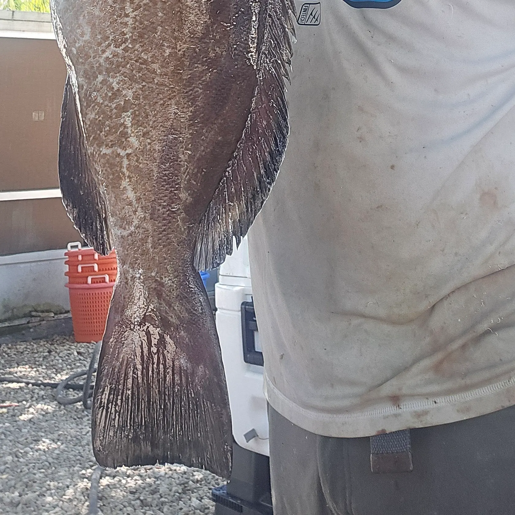 The most recent Black grouper catches on Fishbrain