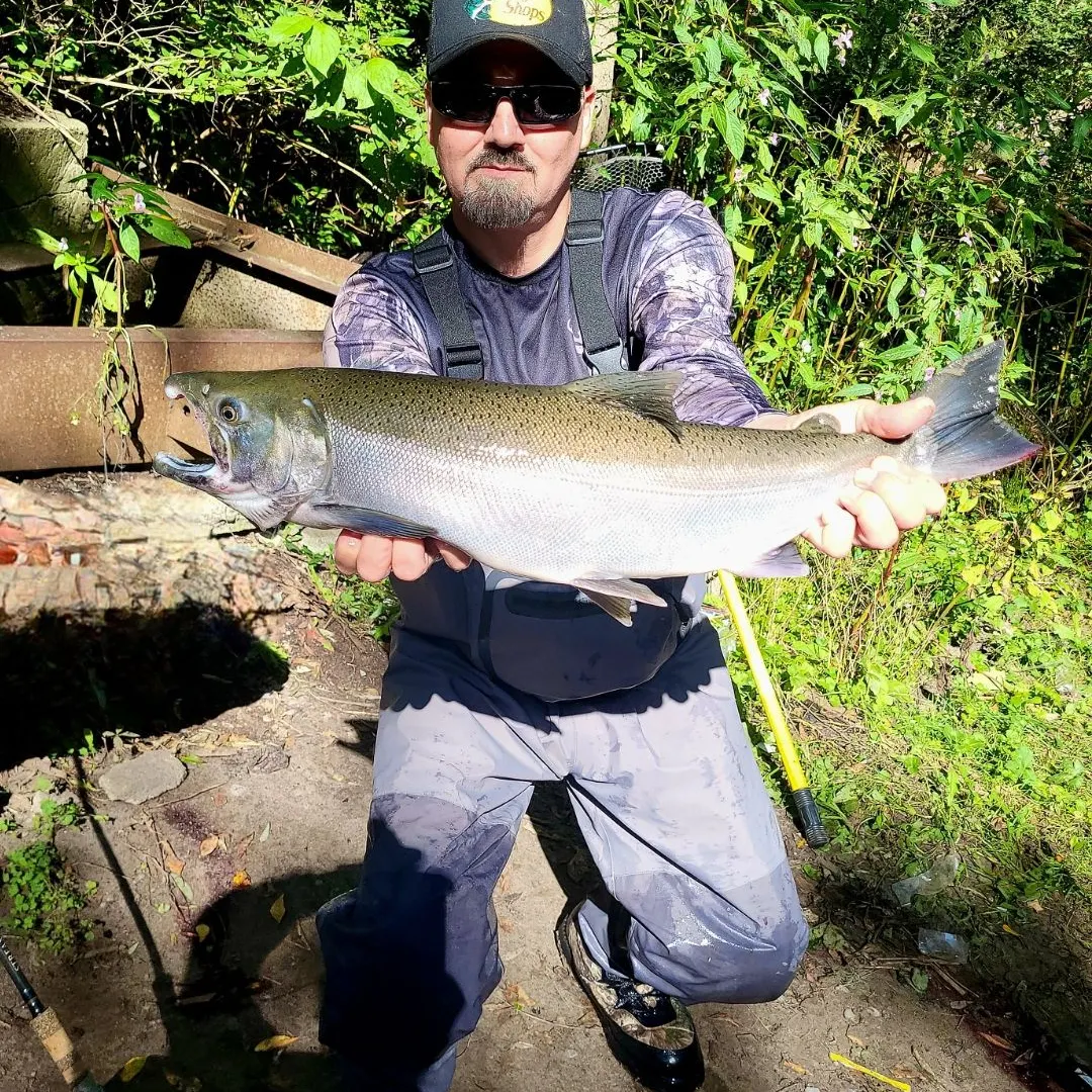 Coho salmon caught on Fishbrain
