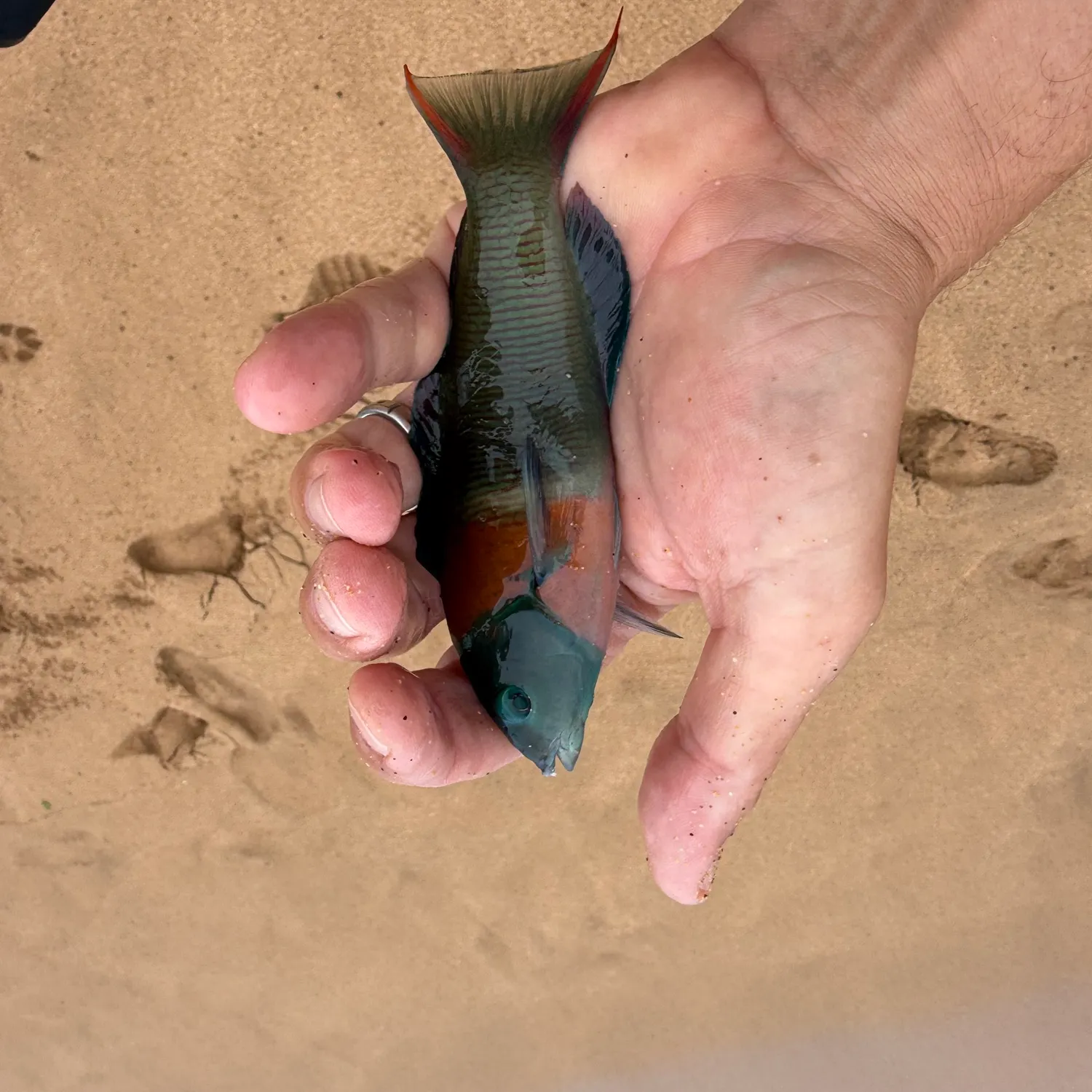 The most recent Saddle wrasse catches on Fishbrain
