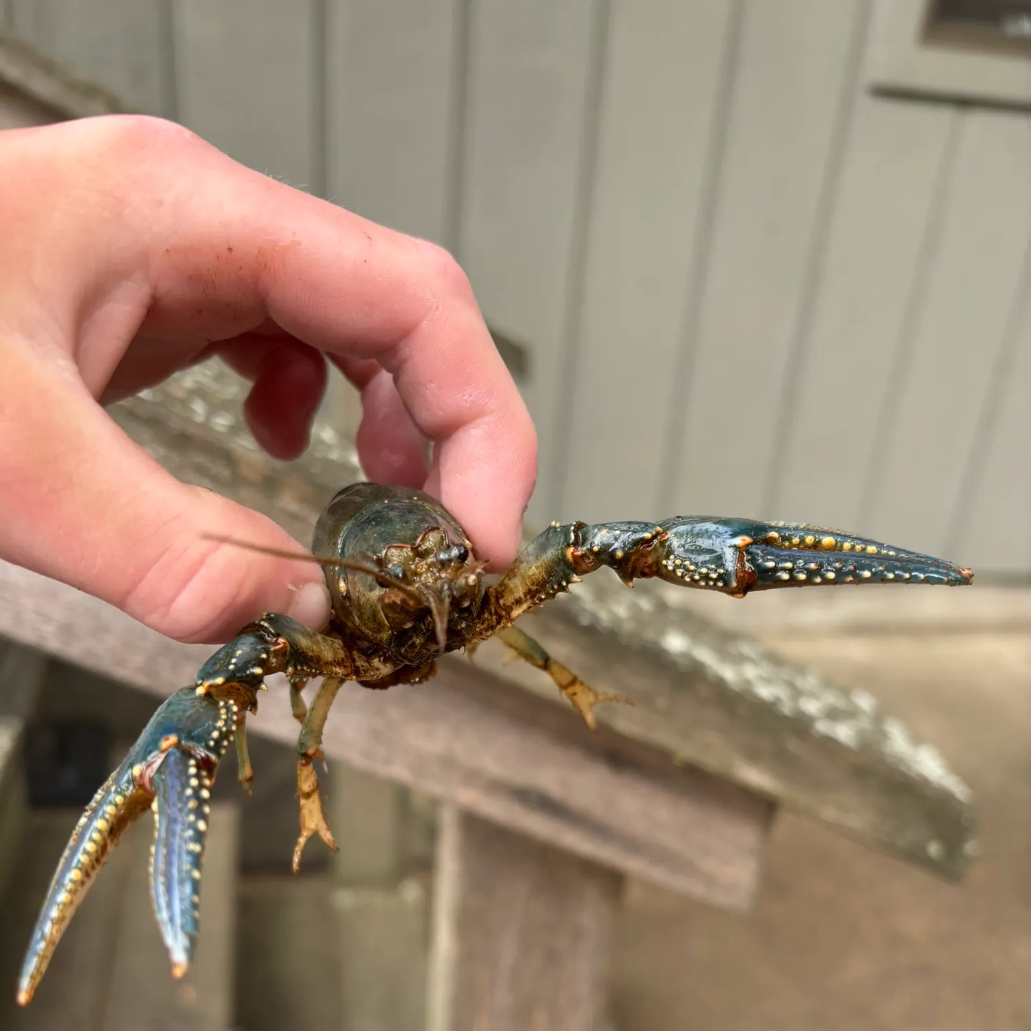 The most recent Virile crayfish catches on Fishbrain