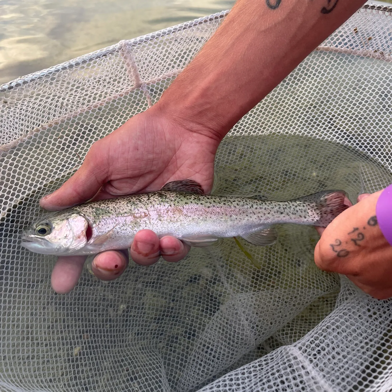 Rainbow trout caught on Fishbrain