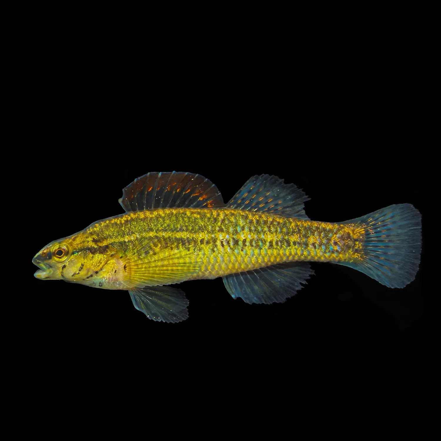 The most recent Swamp darter catches on Fishbrain