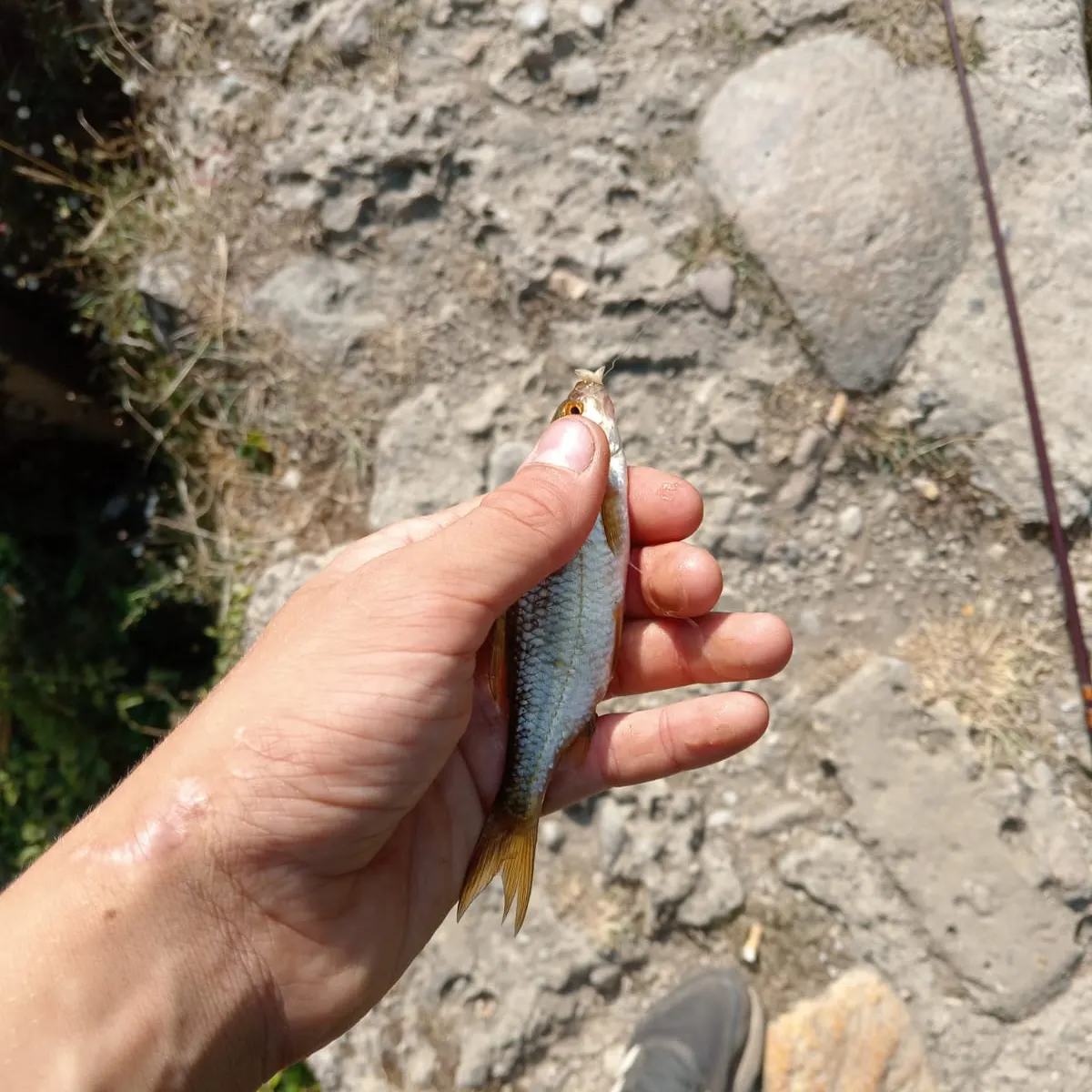 The most recent Common bleak catches on Fishbrain