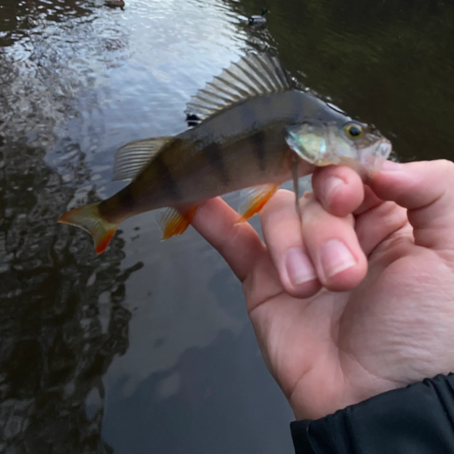 European perch caught on Fishbrain