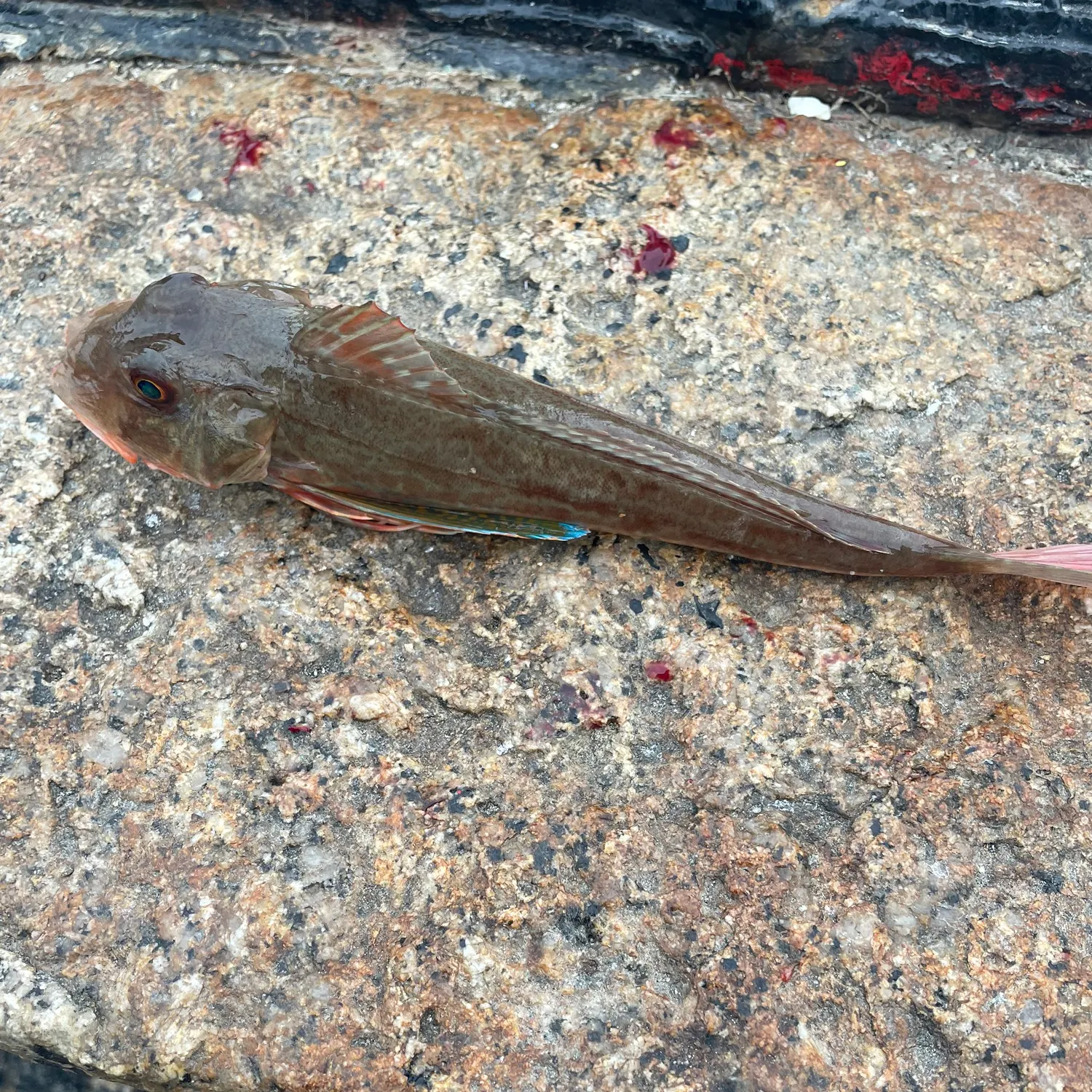 The most recent Tub gurnard catches on Fishbrain