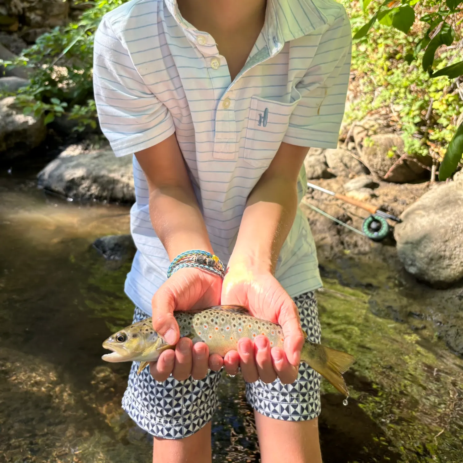 Brown trout caught on Fishbrain
