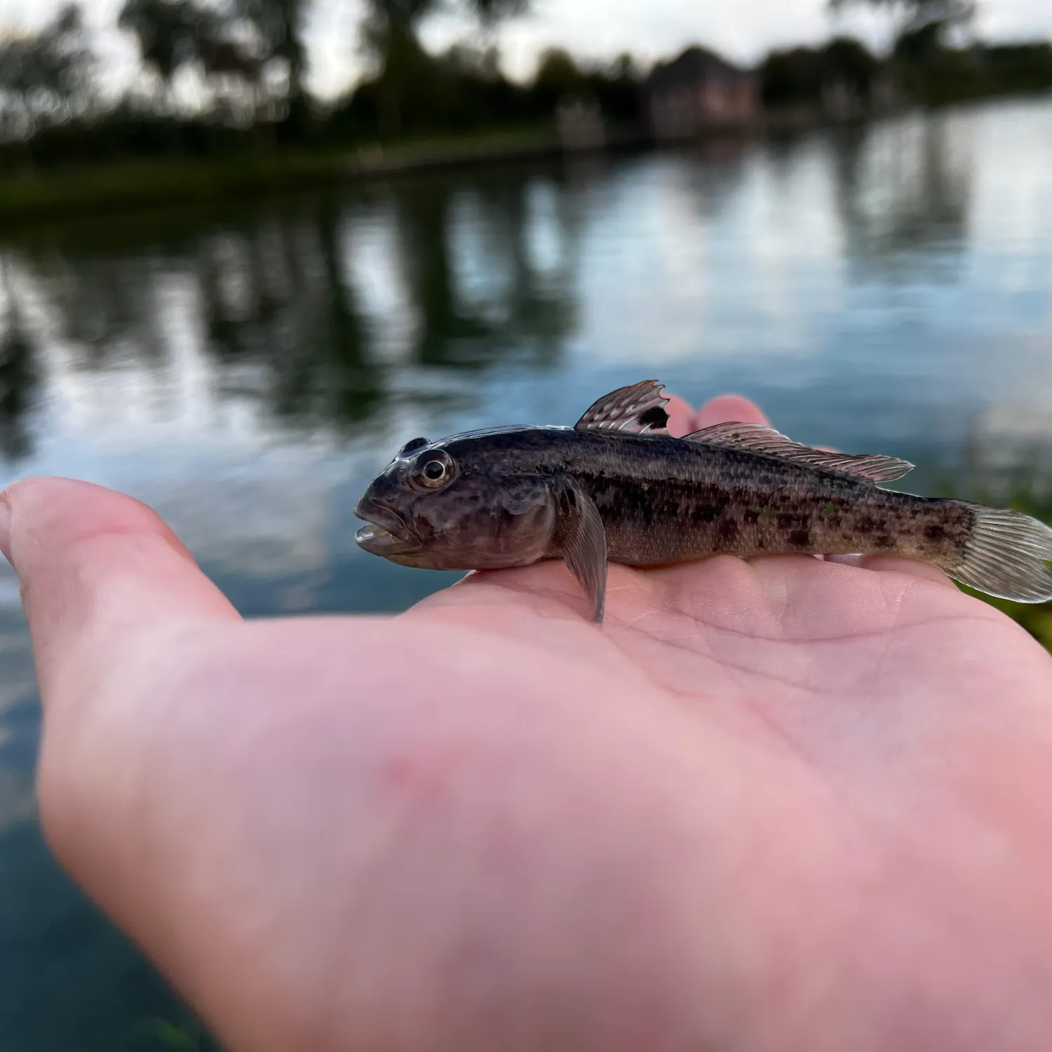 Round goby caught on Fishbrain