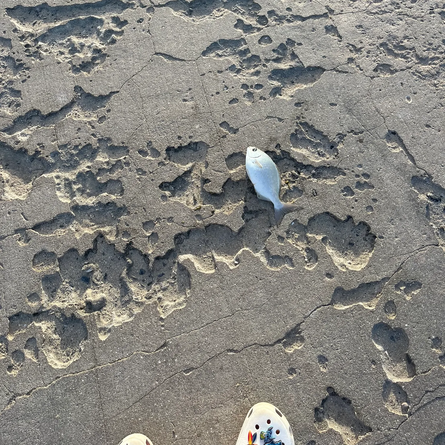 The most recent Palometa catches on Fishbrain