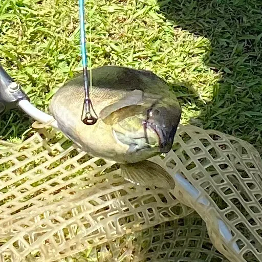 The most recent Bidyan perch catches on Fishbrain