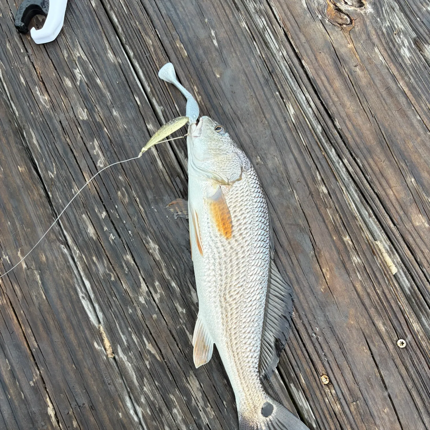 Red drum caught on Fishbrain
