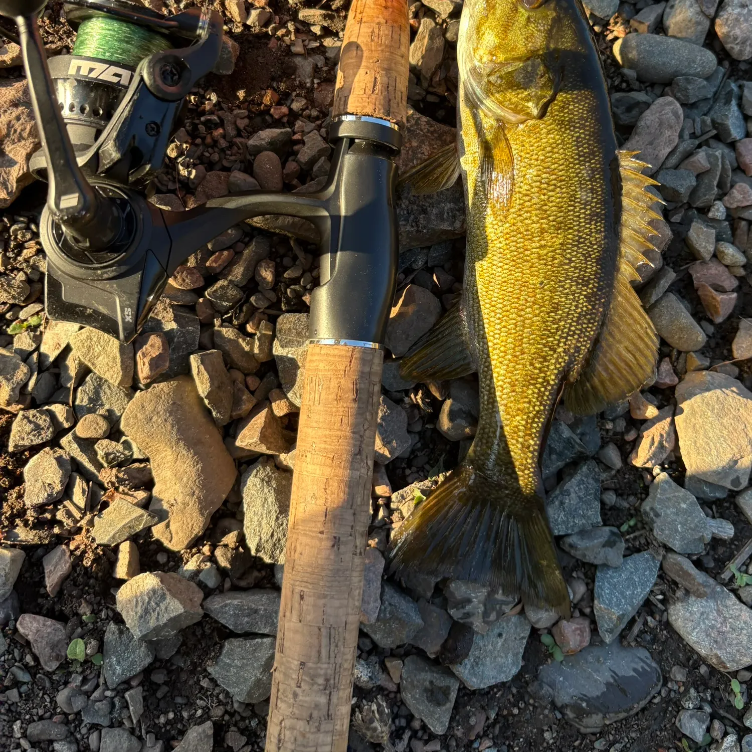 Smallmouth bass caught on Fishbrain