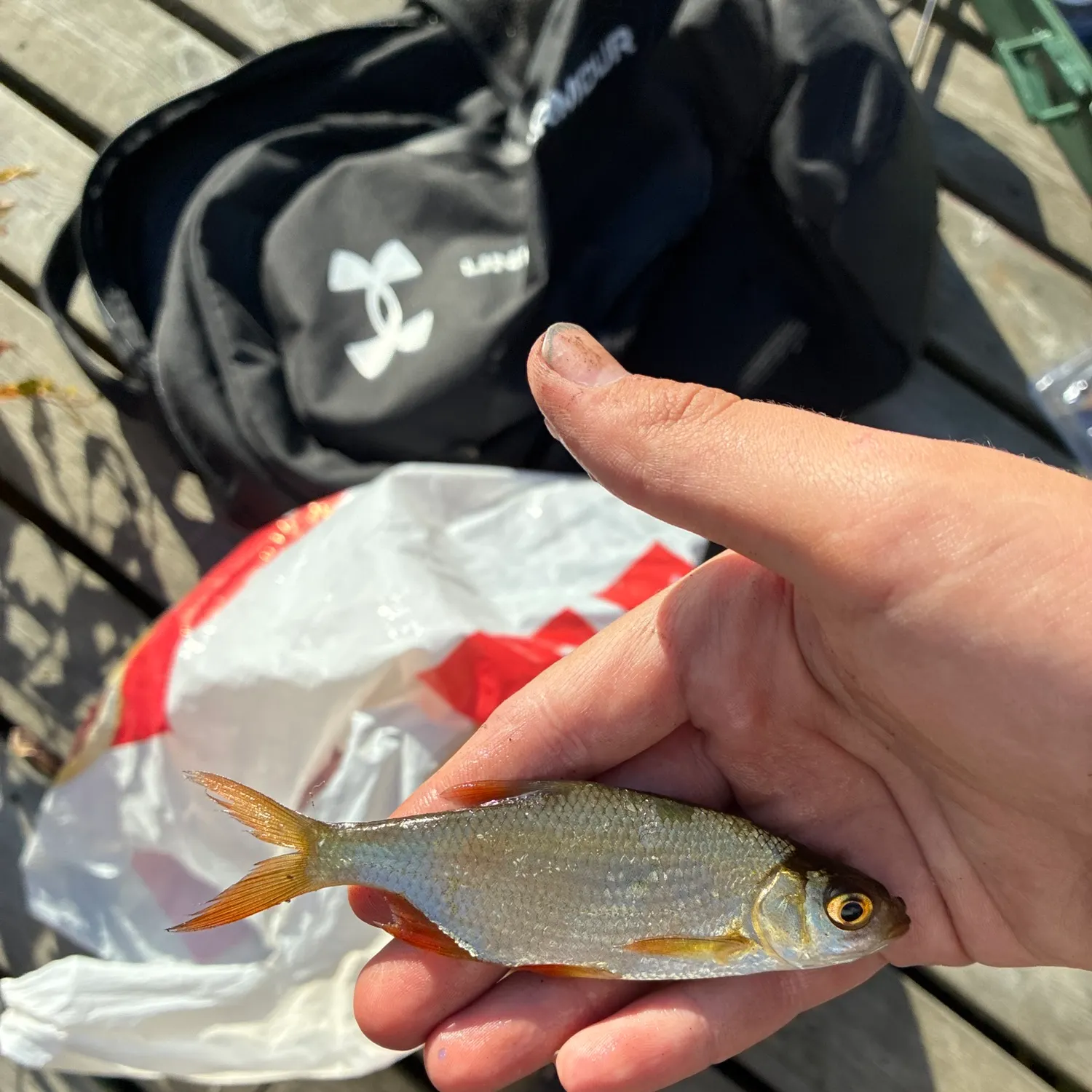 Common rudd caught on Fishbrain