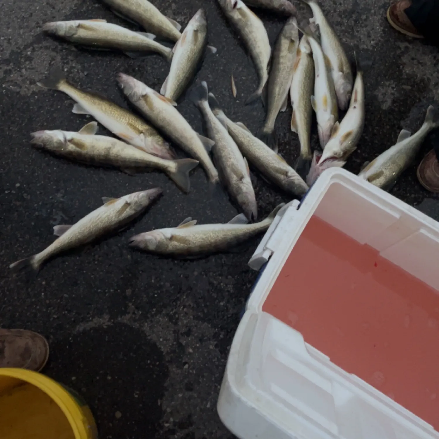 recently logged catches