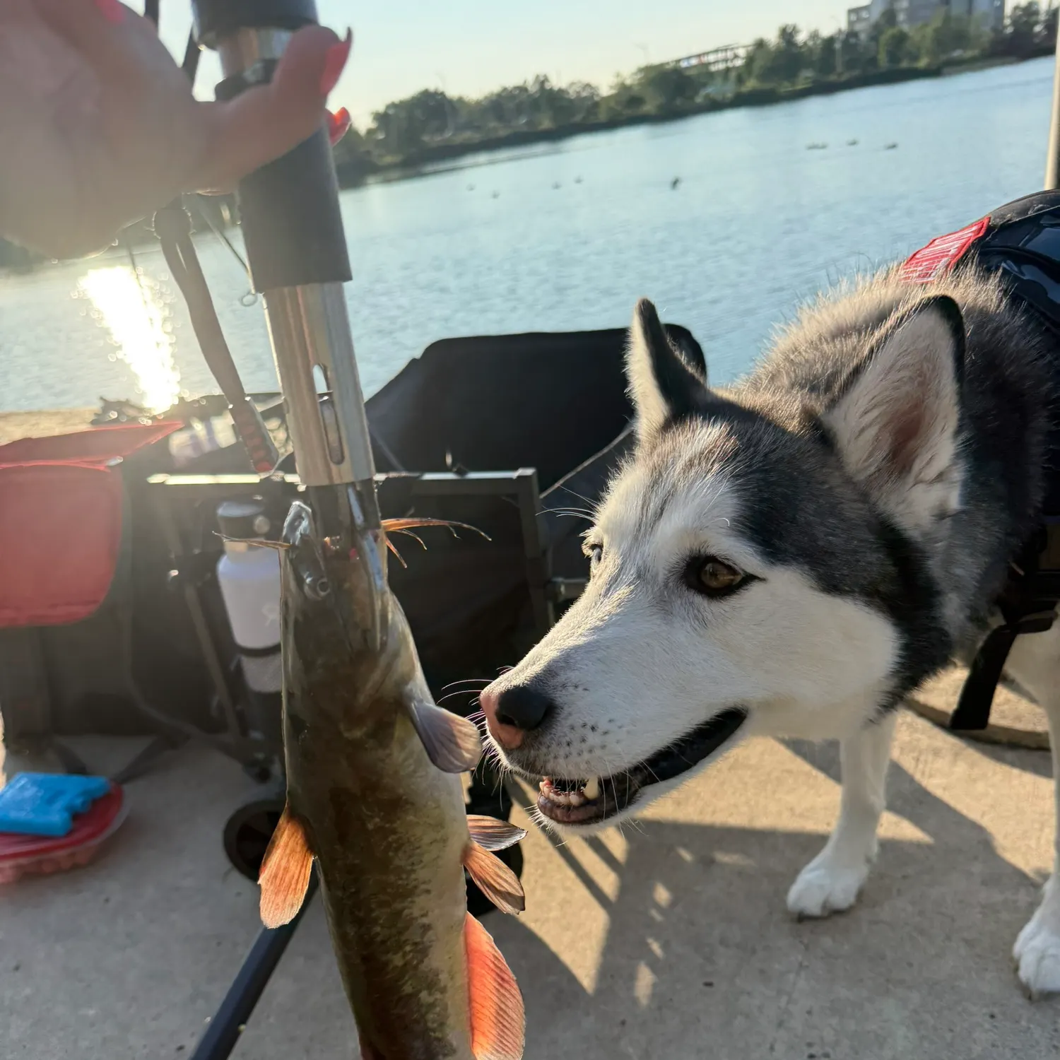 Brown bullhead caught on Fishbrain