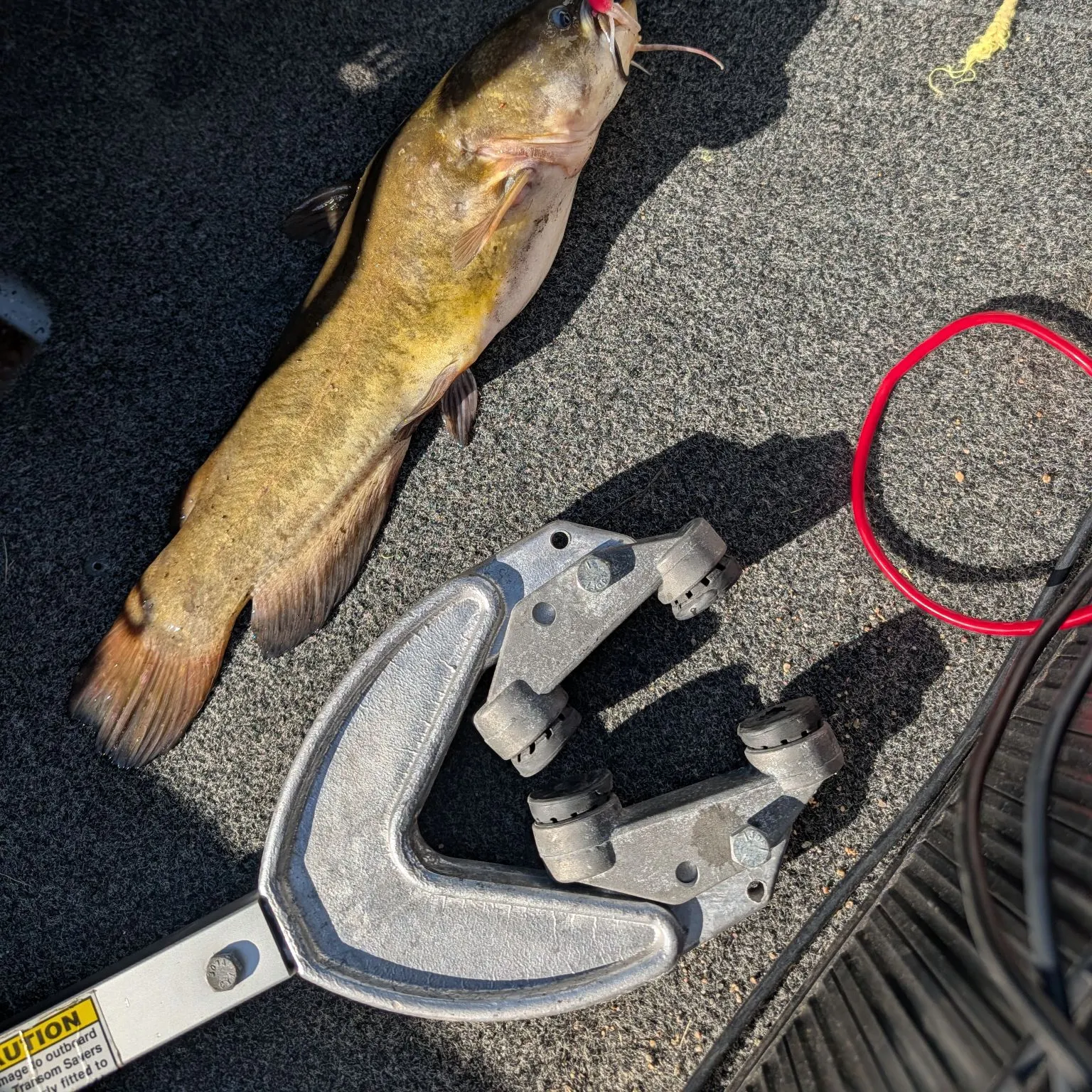 Yellow bullhead caught on Fishbrain