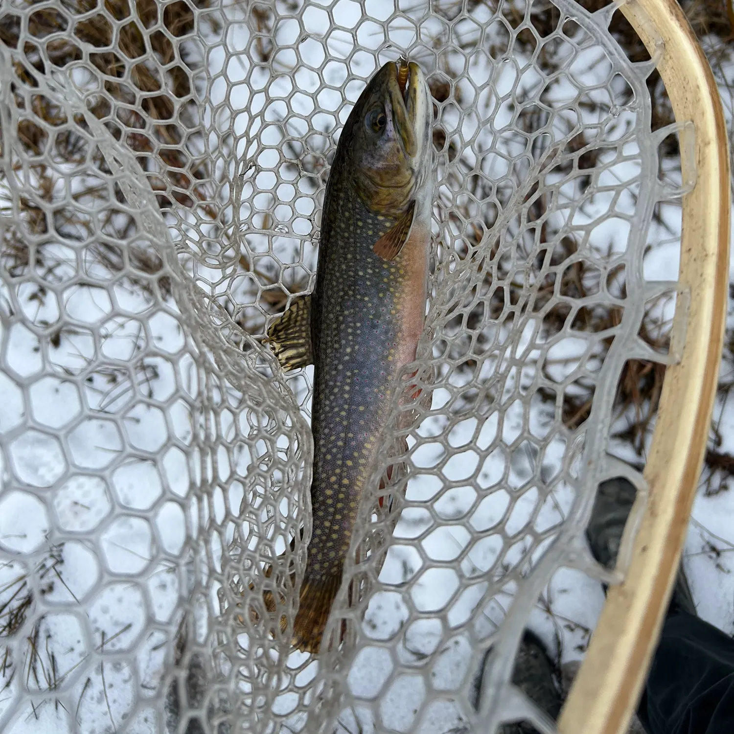 The most recent Brook trout catches on Fishbrain