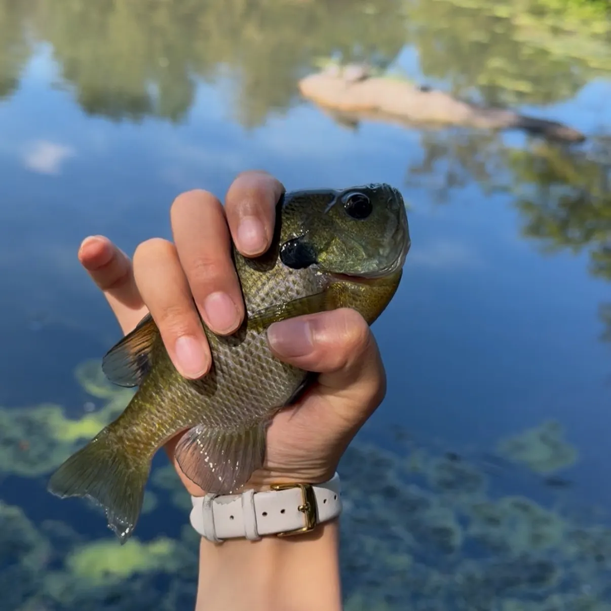 Bluegill caught on Fishbrain