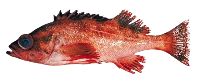 Harlequin rockfish