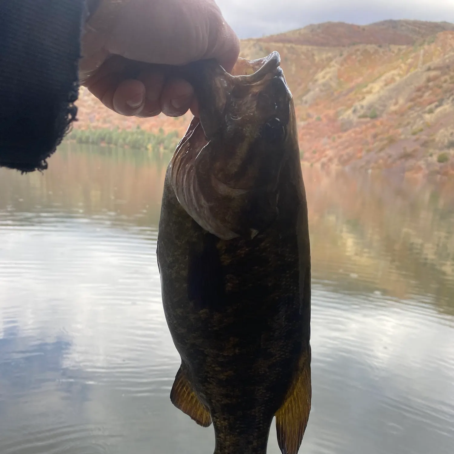 Smallmouth bass caught on Fishbrain