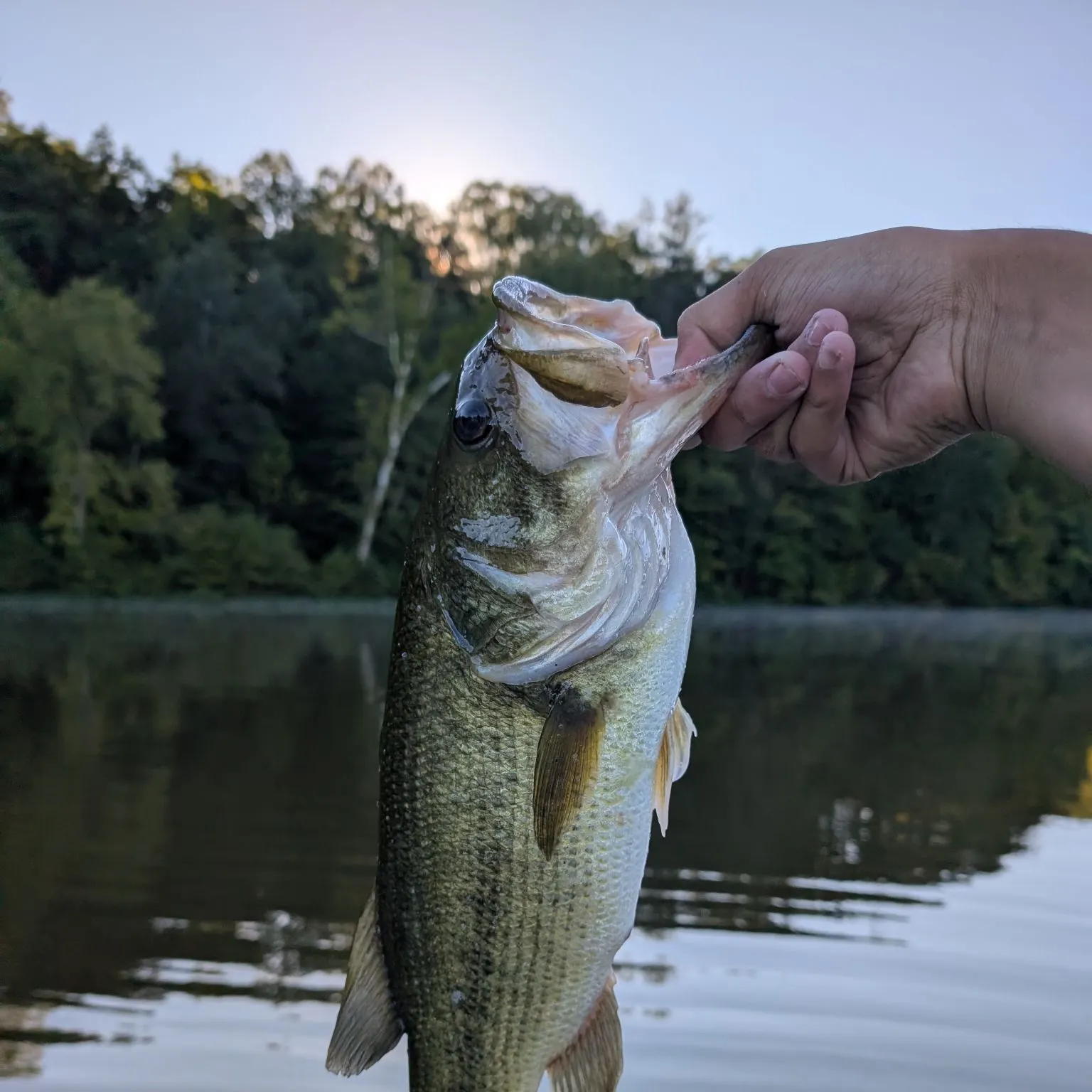 Largemouth bass caught on Fishbrain