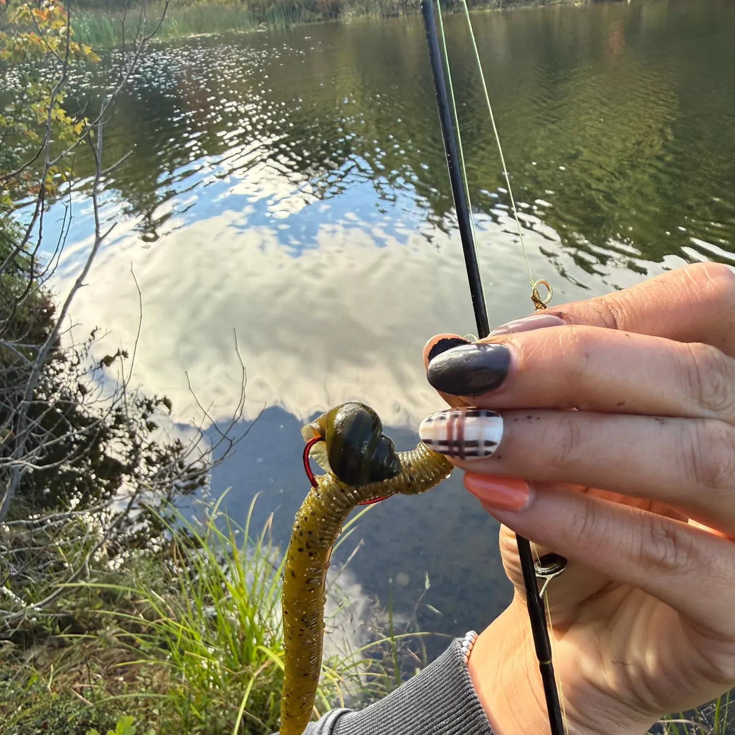 The most recent Snail bullhead catches on Fishbrain