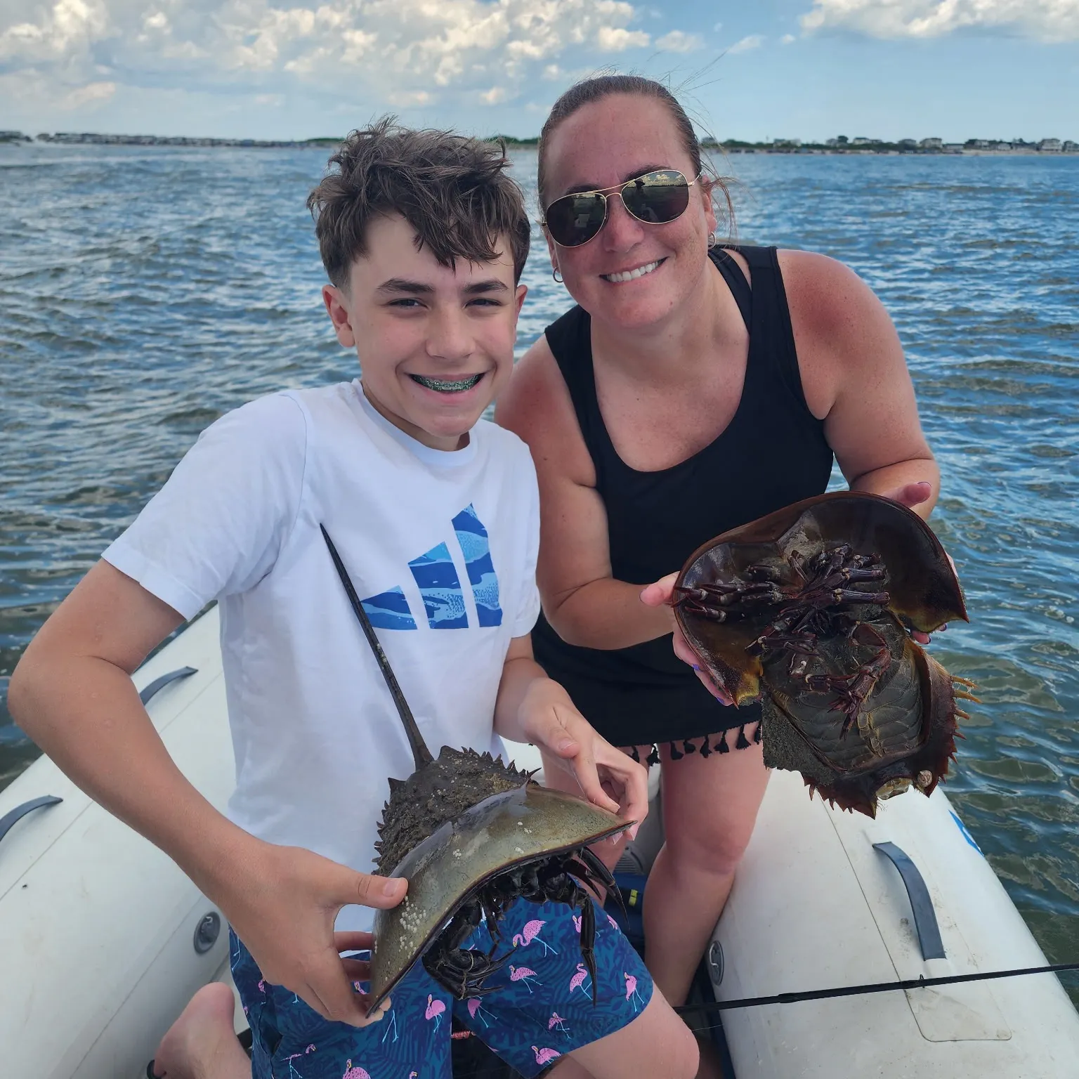 The most recent Atlantic horseshoe crab catches on Fishbrain