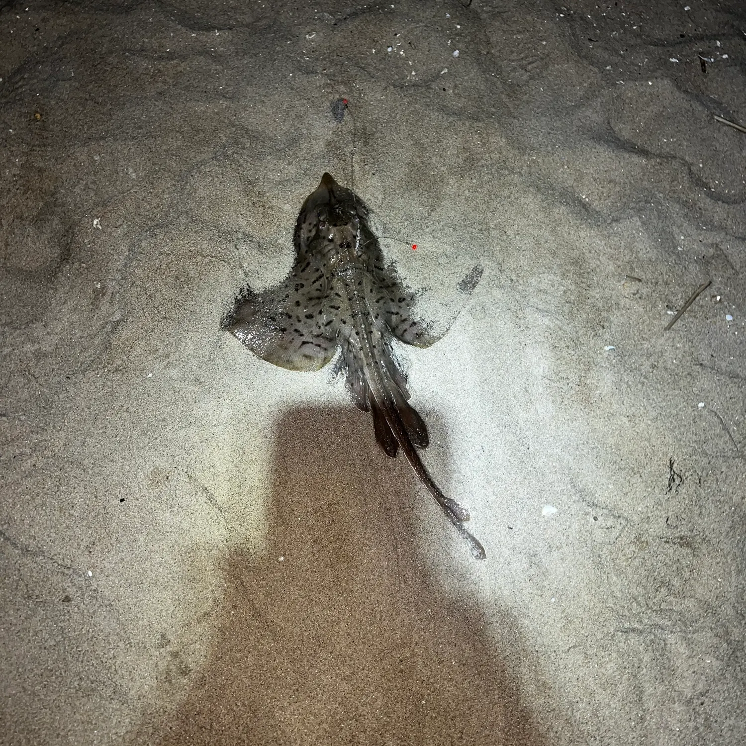 Clearnose skate caught on Fishbrain