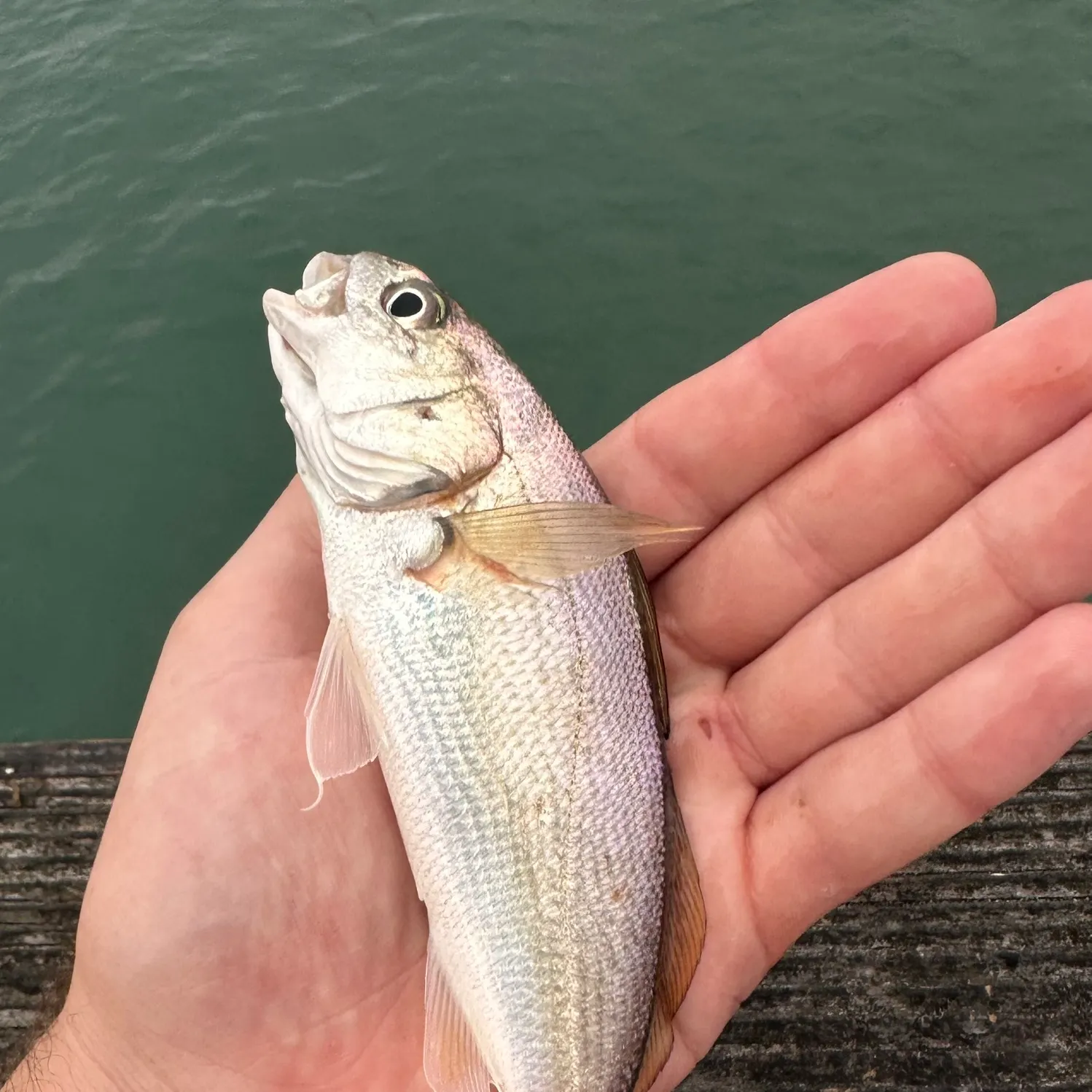 White croaker caught on Fishbrain