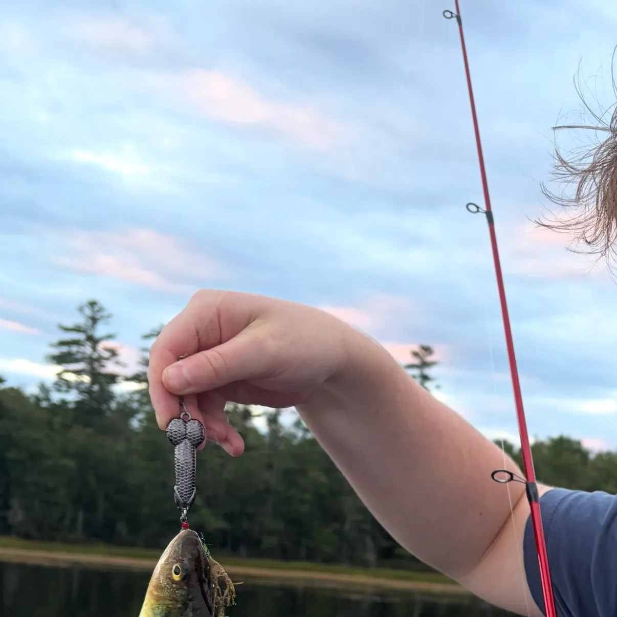Yellow perch caught on Fishbrain