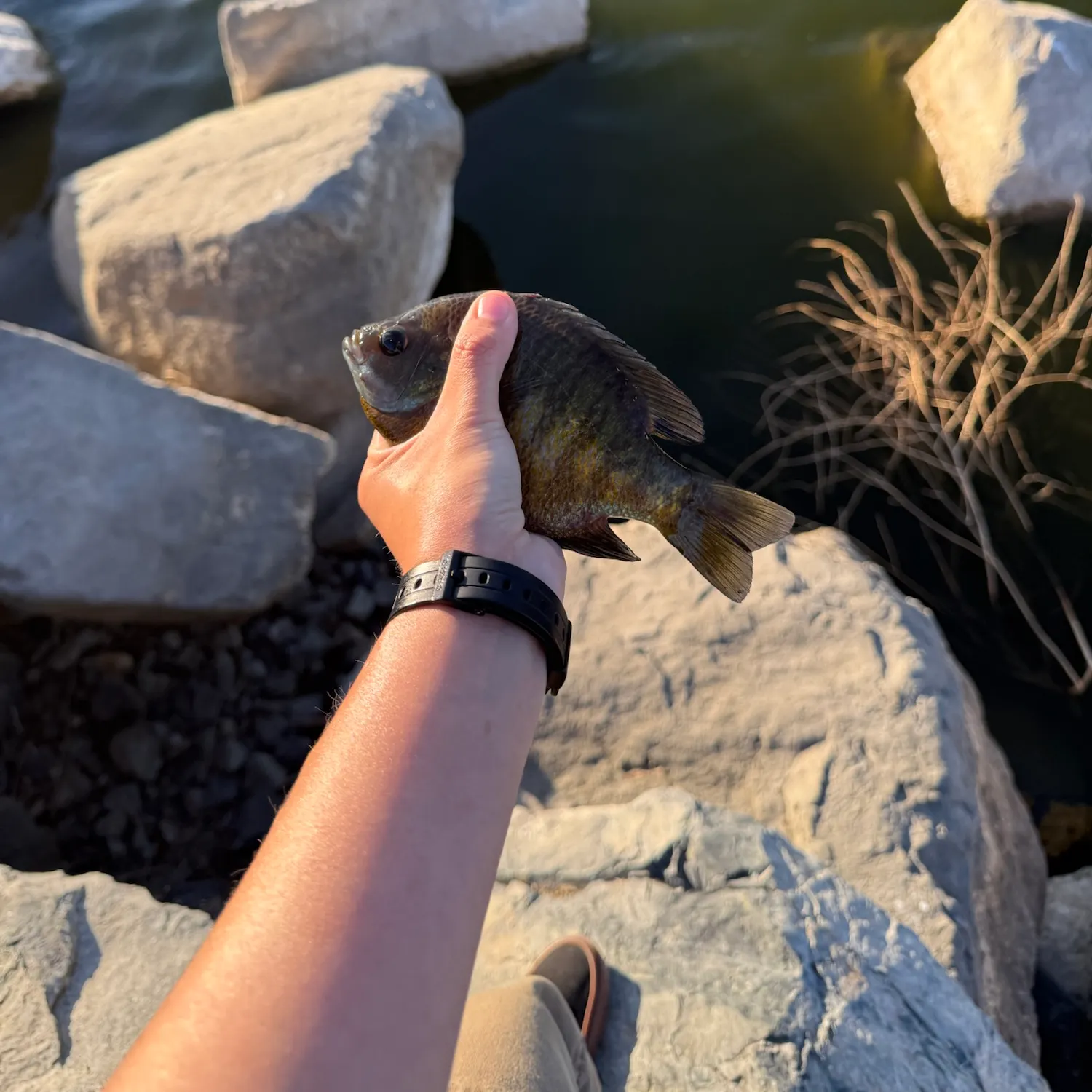 Bluegill caught on Fishbrain