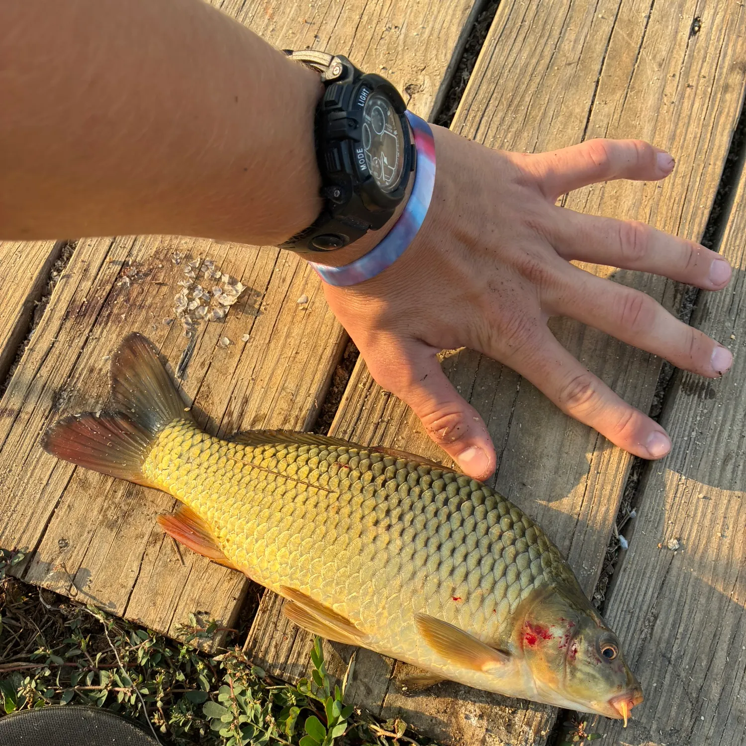 Common carp caught on Fishbrain