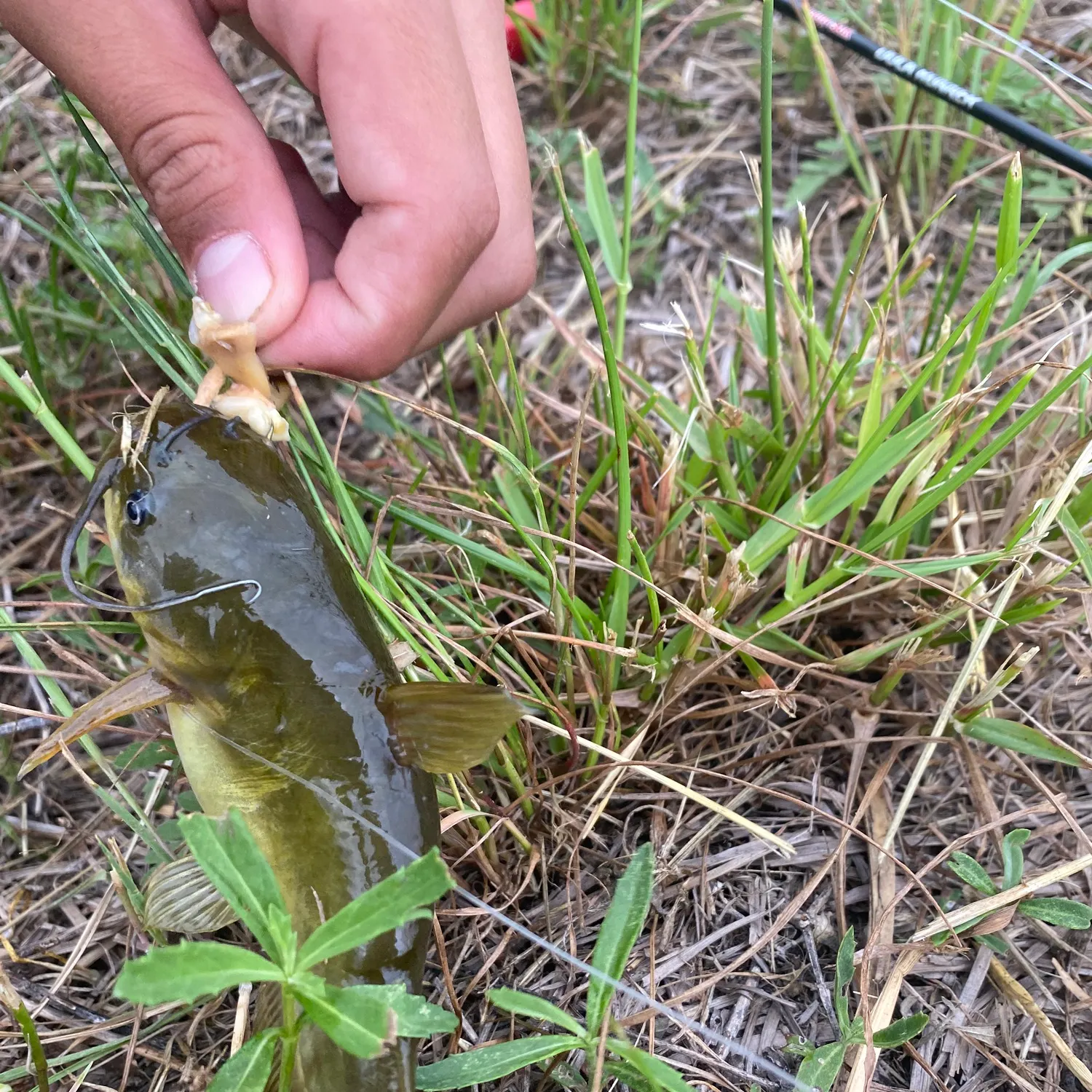 The most recent Black bullhead catches on Fishbrain