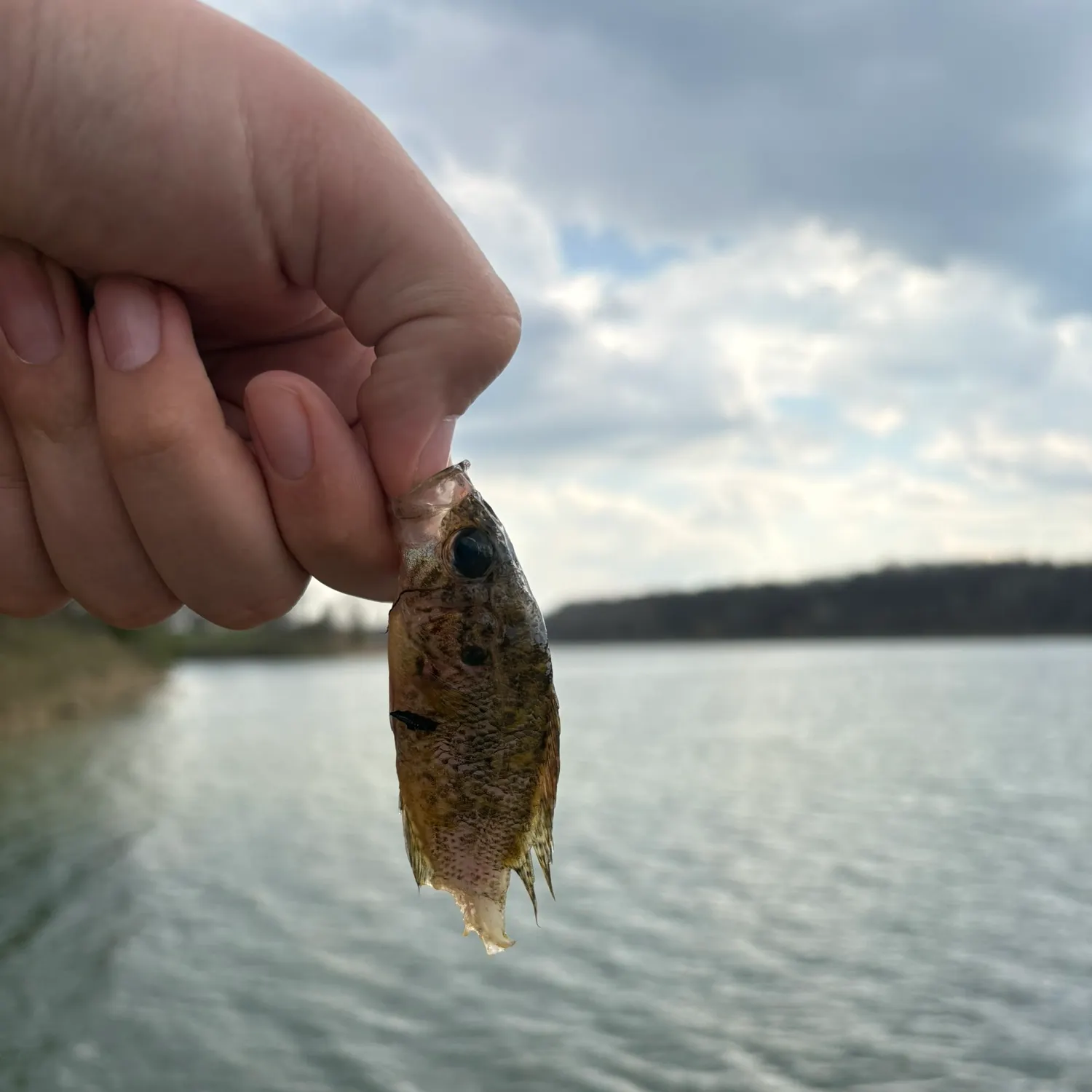 The most recent Round goby catches on Fishbrain