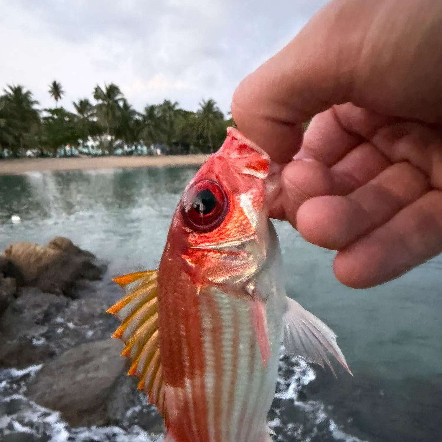 The most recent Common squirrelfish catches on Fishbrain